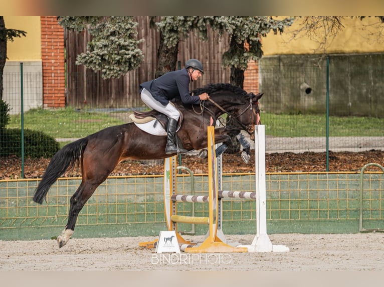 KWPN Stute 7 Jahre 170 cm Dunkelbrauner in Gyula