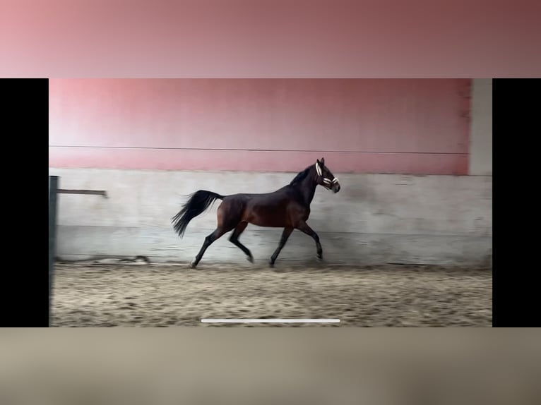KWPN Stute 7 Jahre 170 cm Dunkelbrauner in Modena