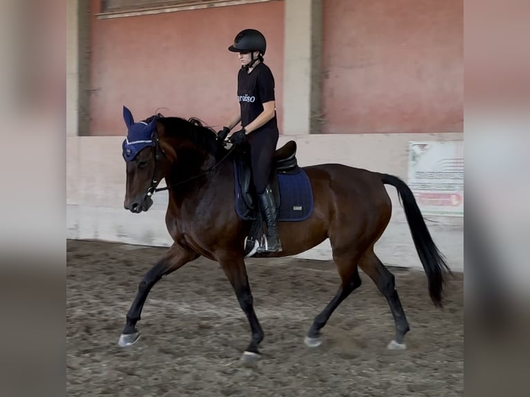 KWPN Stute 7 Jahre 170 cm Dunkelbrauner in Modena