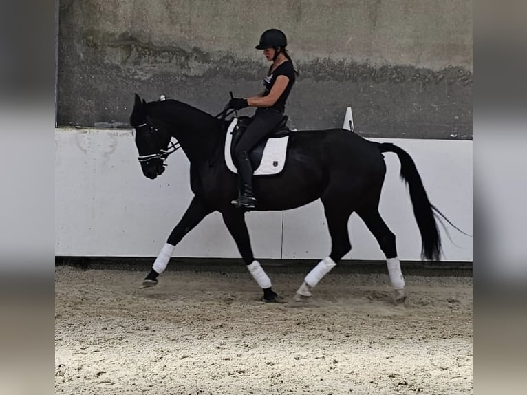 KWPN Stute 7 Jahre 170 cm Rappe in Loenhout
