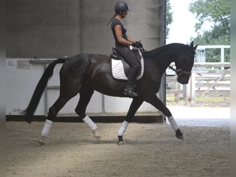 KWPN Stute 7 Jahre 170 cm Rappe in Loenhout