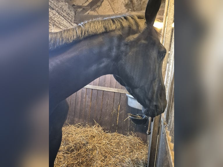 KWPN Stute 7 Jahre 170 cm Rappe in Wuustwezel