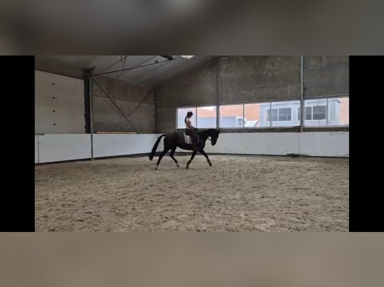 KWPN Stute 7 Jahre 170 cm Rappe in Wuustwezel