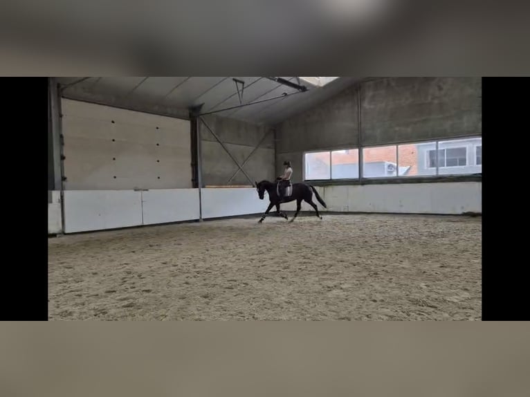 KWPN Stute 7 Jahre 170 cm Rappe in Wuustwezel