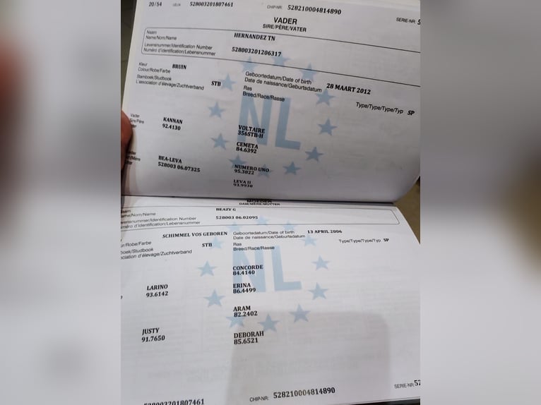 KWPN Stute 7 Jahre 170 cm Schimmel in Gyula