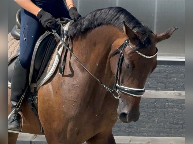 KWPN Stute 7 Jahre 171 cm Brauner in Kaldenkirchen
