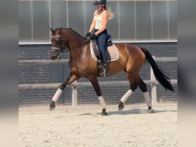 KWPN Stute 7 Jahre 171 cm Brauner in Kaldenkirchen