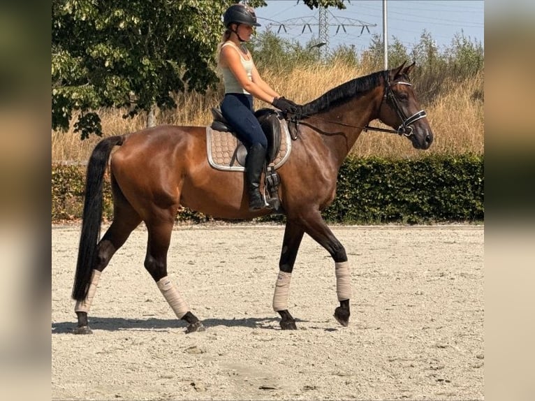 KWPN Stute 7 Jahre 171 cm Brauner in Kaldenkirchen