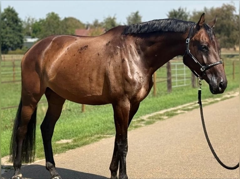 KWPN Stute 7 Jahre 171 cm Brauner in Kaldenkirchen