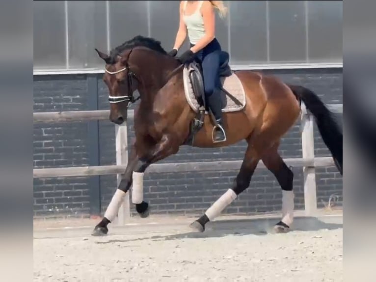 KWPN Stute 7 Jahre 171 cm Brauner in Kaldenkirchen