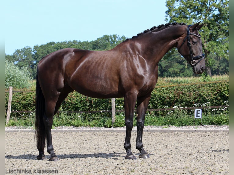KWPN Stute 7 Jahre 171 cm Rappe in Raalte
