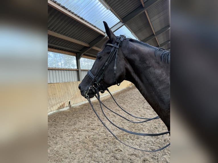 KWPN Stute 7 Jahre 171 cm Rappe in Raalte