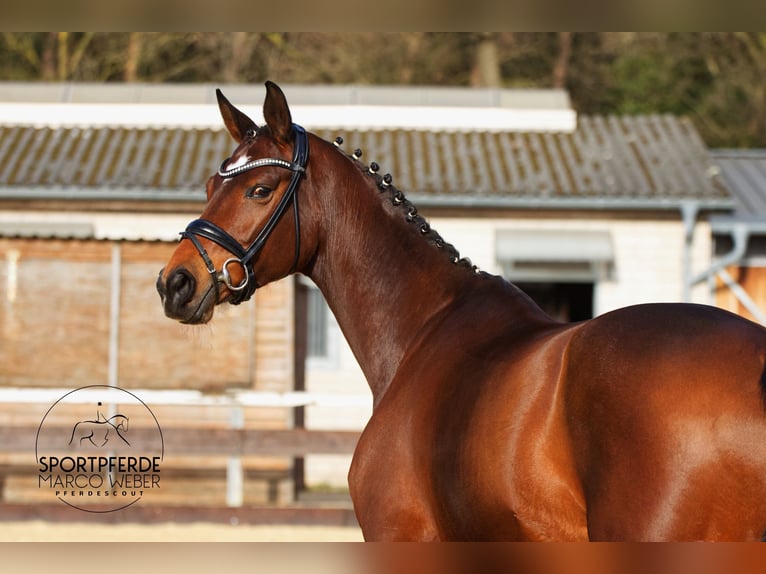 KWPN Stute 7 Jahre 172 cm Brauner in Rotenburg (Wümme)