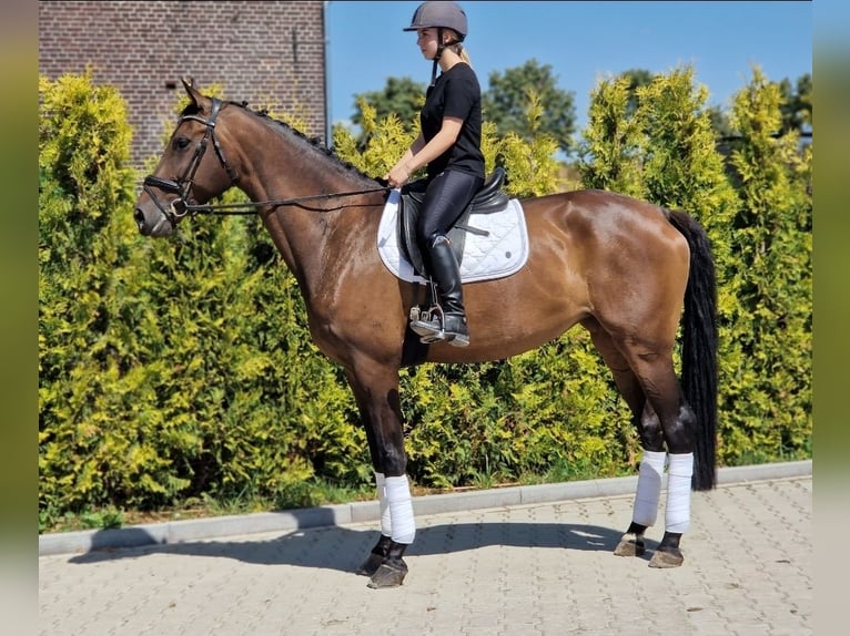 KWPN Stute 7 Jahre 172 cm Brauner in Kaldenkirchen