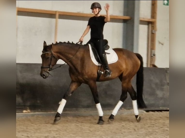 KWPN Stute 7 Jahre 172 cm Brauner in Kaldenkirchen