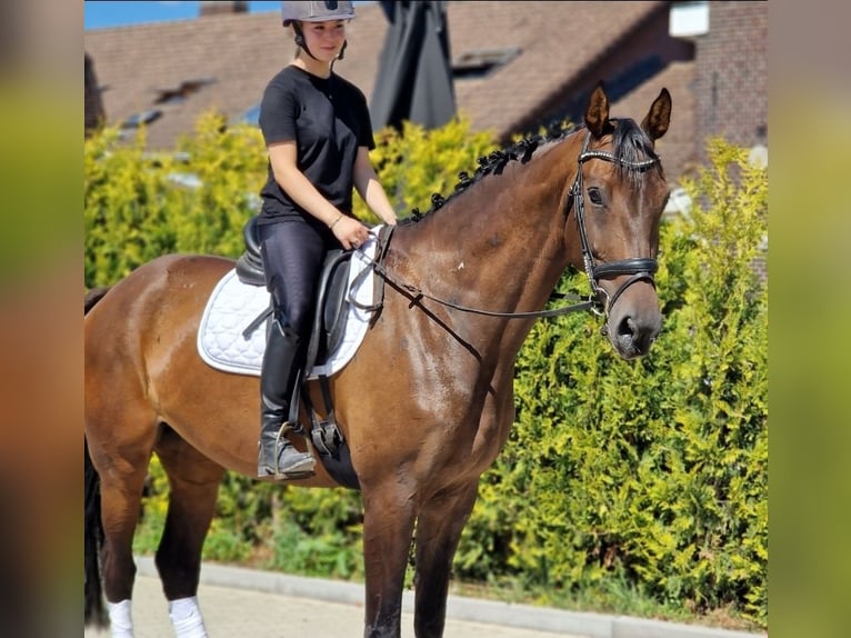 KWPN Stute 7 Jahre 172 cm Brauner in Kaldenkirchen