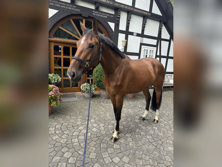 KWPN Stute 7 Jahre 172 cm Brauner in Schloß Holte-Stukenbrock