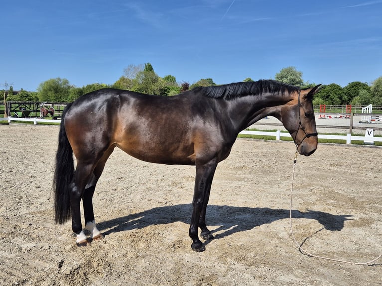 KWPN Stute 7 Jahre 172 cm Dunkelbrauner in Beuningen Gld