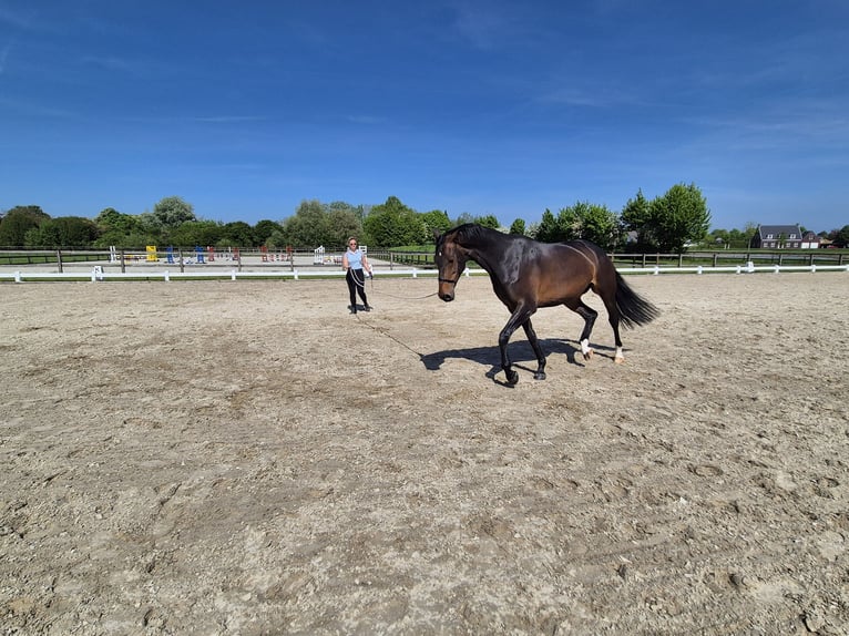 KWPN Stute 7 Jahre 172 cm Dunkelbrauner in Beuningen Gld