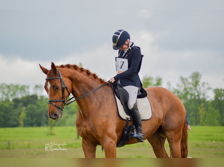 KWPN Stute 7 Jahre 172 cm Fuchs in Nijkerk