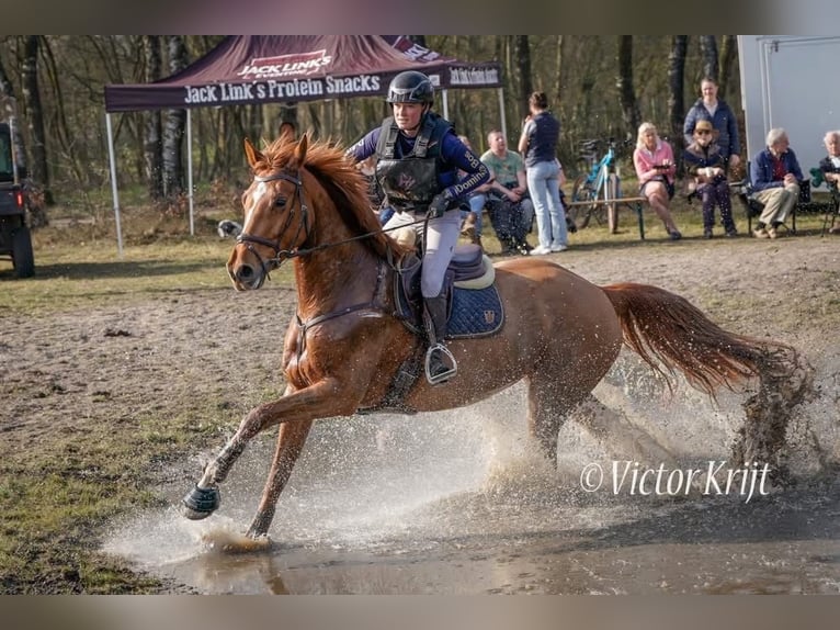 KWPN Stute 7 Jahre 172 cm Fuchs in Nijkerk