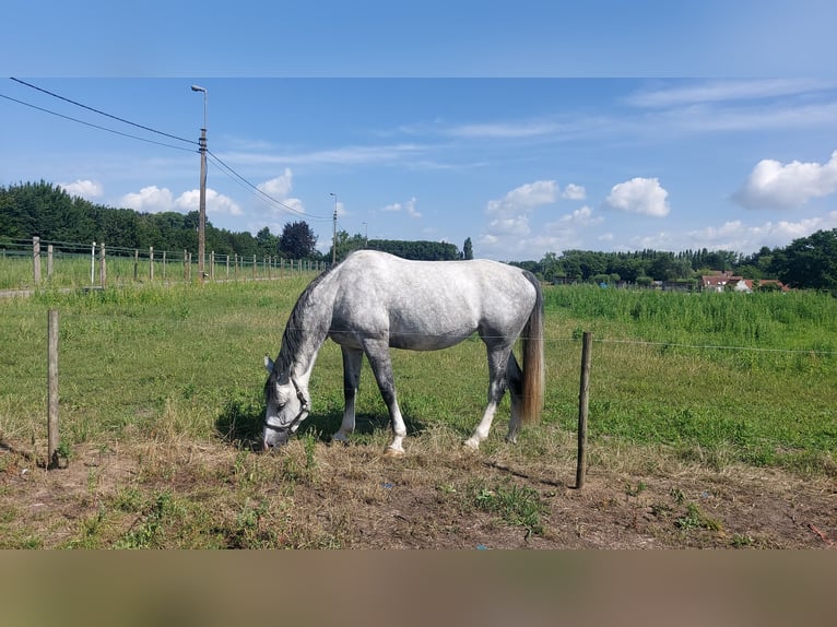 KWPN Stute 7 Jahre 172 cm Schimmel in Dikkelvenne