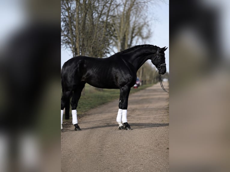 KWPN Stute 7 Jahre 172 cm Schwarzbrauner in Seefeld