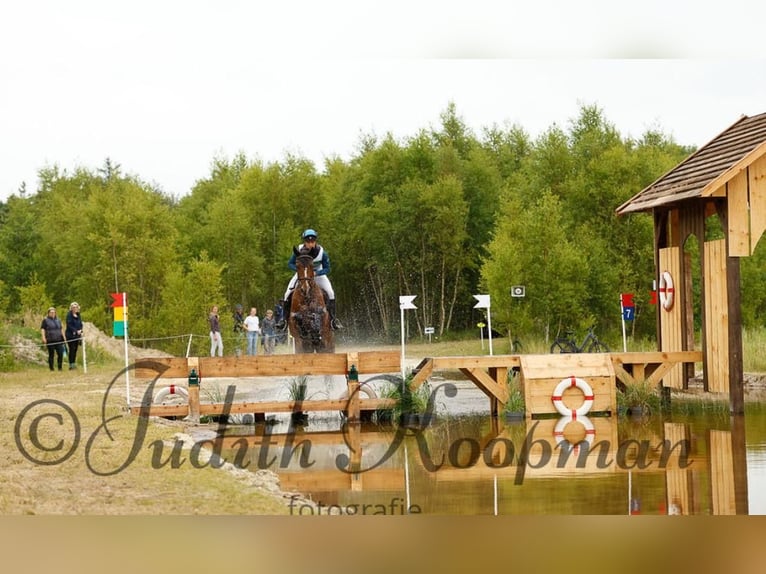 KWPN Stute 7 Jahre 173 cm Brauner in Wierden