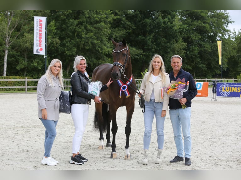 KWPN Stute 7 Jahre 173 cm Dunkelbrauner in Groningen