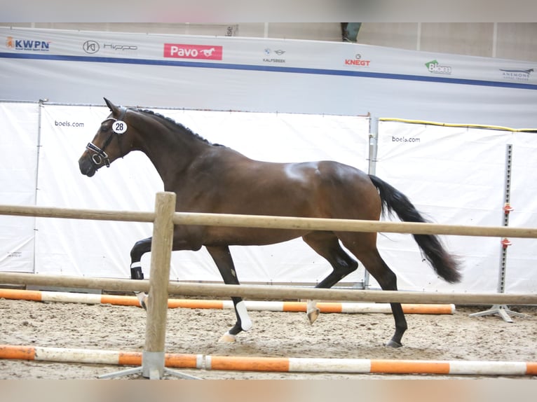 KWPN Stute 7 Jahre 173 cm Dunkelbrauner in Groningen