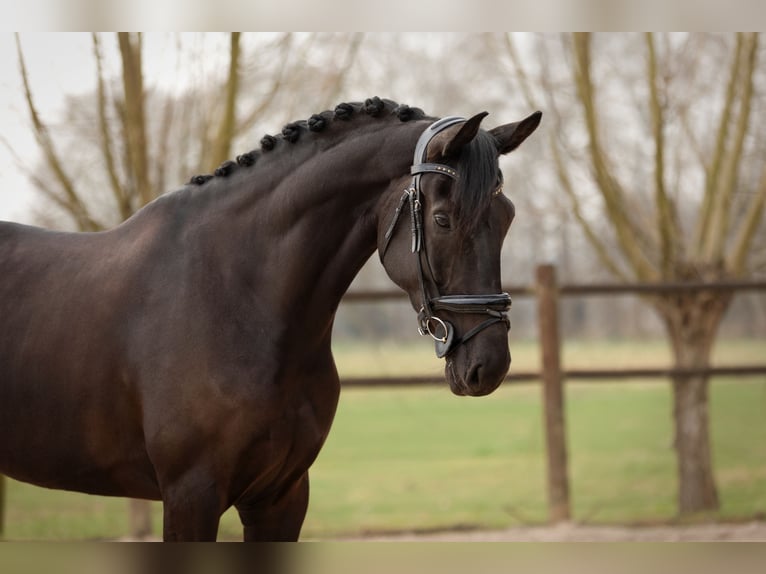 KWPN Stute 7 Jahre 173 cm Rappe in Moergestel