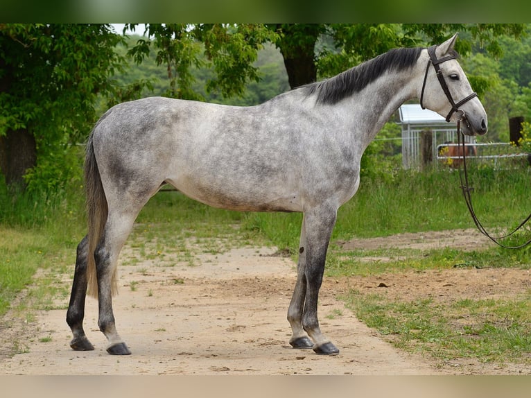 KWPN Stute 7 Jahre 173 cm Schimmel in Siedleczek