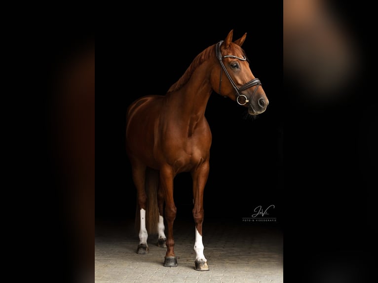 KWPN Stute 7 Jahre 174 cm Fuchs in Velbert