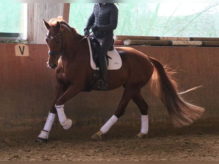 KWPN Stute 7 Jahre 174 cm Fuchs in Velbert