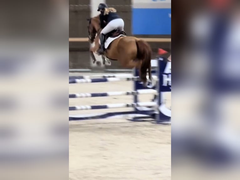 KWPN Mix Stute 7 Jahre 175 cm Fuchs in Laren