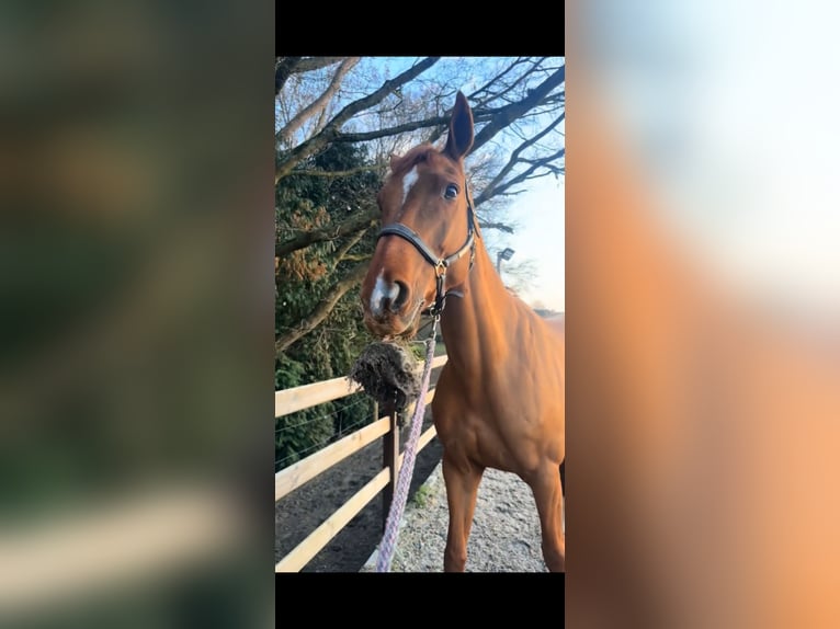 KWPN Mix Stute 7 Jahre 175 cm Fuchs in Laren