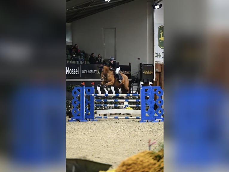 KWPN Mix Stute 7 Jahre 175 cm Fuchs in Laren