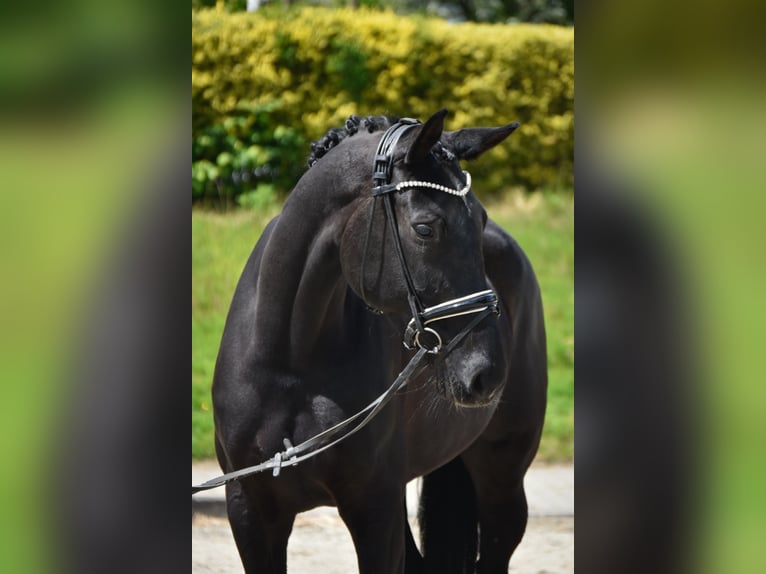 KWPN Stute 7 Jahre 175 cm Rappe in Fürstenau