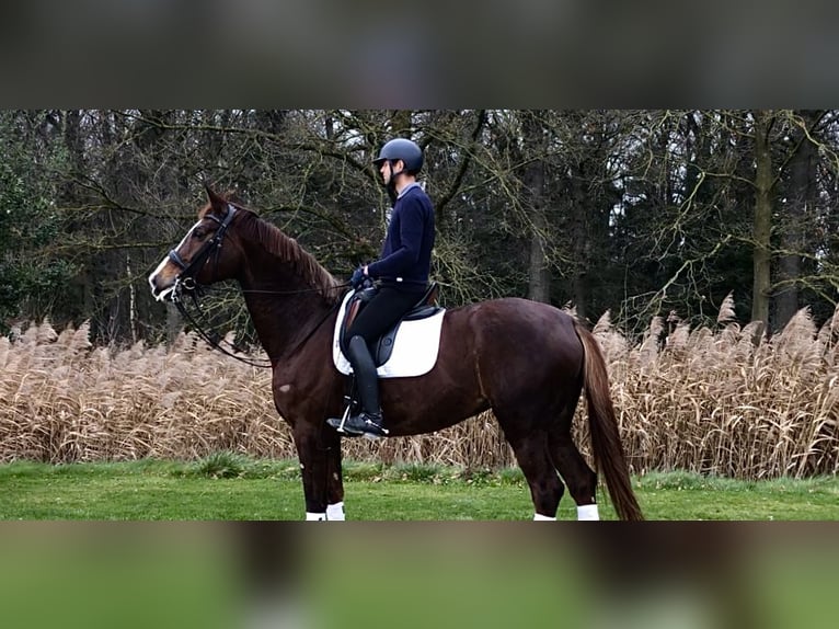 KWPN Stute 7 Jahre 176 cm Fuchs in Bree