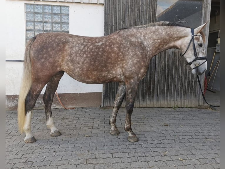 KWPN Mix Stute 7 Jahre 176 cm Schimmel in Sch&#xF6;ffengrund
