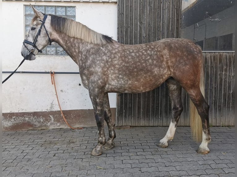 KWPN Mix Stute 7 Jahre 176 cm Schimmel in Sch&#xF6;ffengrund