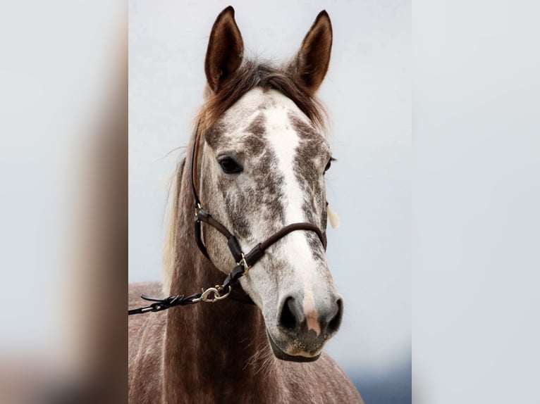 KWPN Mix Stute 7 Jahre 176 cm Schimmel in Sch&#xF6;ffengrund