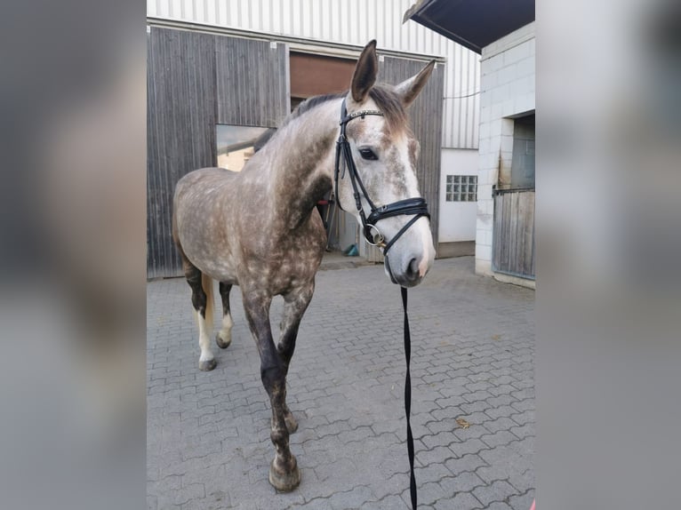KWPN Mix Stute 7 Jahre 176 cm Schimmel in Sch&#xF6;ffengrund