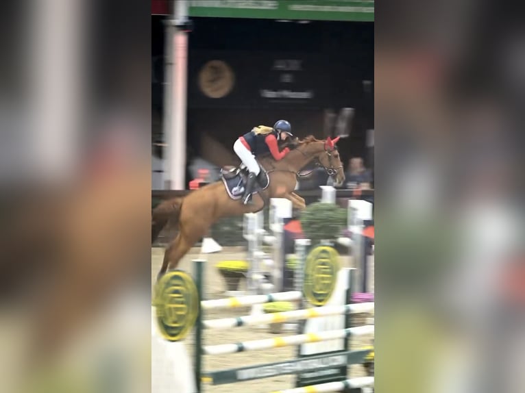 KWPN Mix Stute 7 Jahre 179 cm Fuchs in Wassenaar