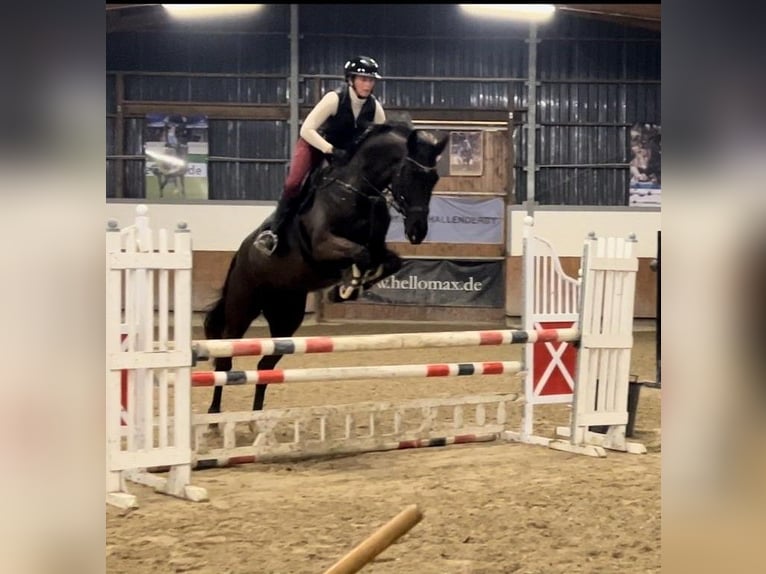 KWPN Stute 7 Jahre 180 cm Schwarzbrauner in Dormagen