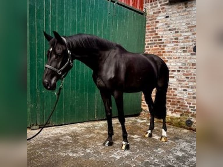 KWPN Stute 7 Jahre 180 cm Schwarzbrauner in Dormagen