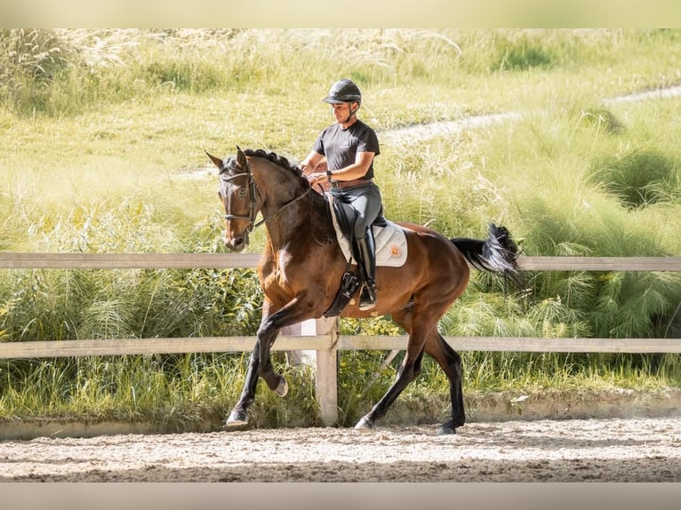 KWPN Stute 7 Jahre Dunkelbrauner in Savoie