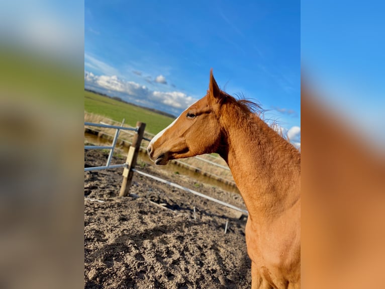 KWPN Stute 7 Jahre Fuchs in Leer (Ostfriesland)