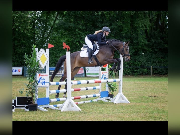 KWPN Stute 8 Jahre 158 cm Dunkelbrauner in Badbergen