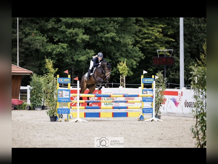 KWPN Stute 8 Jahre 158 cm Dunkelbrauner in Badbergen